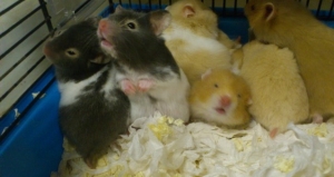 Hamsters for sale in Bournemouth