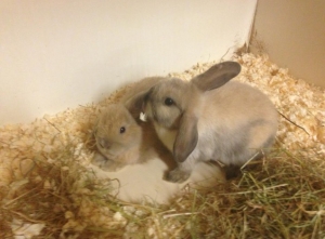 rabbits for sale in Bournemouth