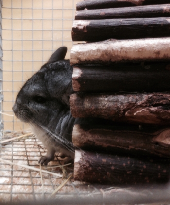 chinchillas for sale in Broadstone