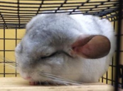chinchilla for sale in Broadstone