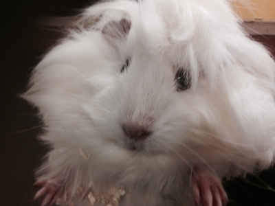 guinea pig for sale in Broadstone