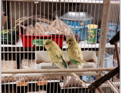 budgies for sale in Broadstone