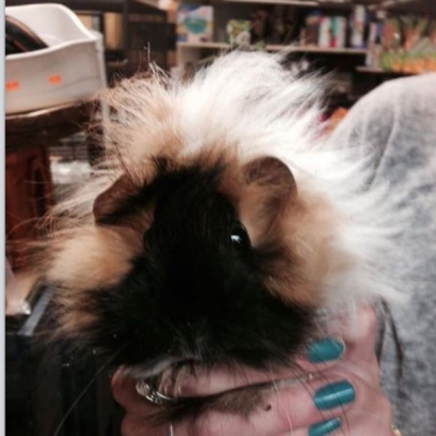 guinea pigs for sale in Broadstone